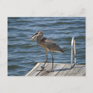 Great Blue Heron Bird Wildlife Foto Postkarte