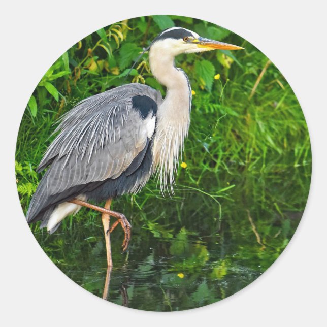 Great Blue Heron Bird Wildlife Foto Runder Aufkleber (Vorderseite)