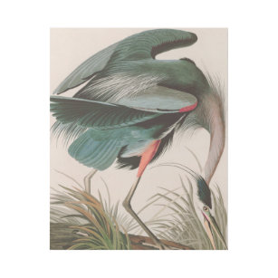 Great Blue Heron Birds of America Audubon Print Galerieleinwand