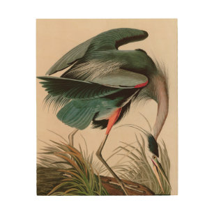 Great Blue Heron Birds of America Audubon Print Holzdruck