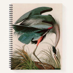 Great Blue Heron Birds of America Audubon Print Notizbuch