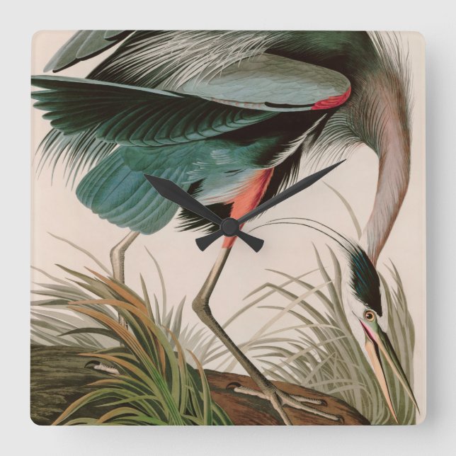 Great Blue Heron Birds of America Audubon Print Quadratische Wanduhr (Vorderseite)