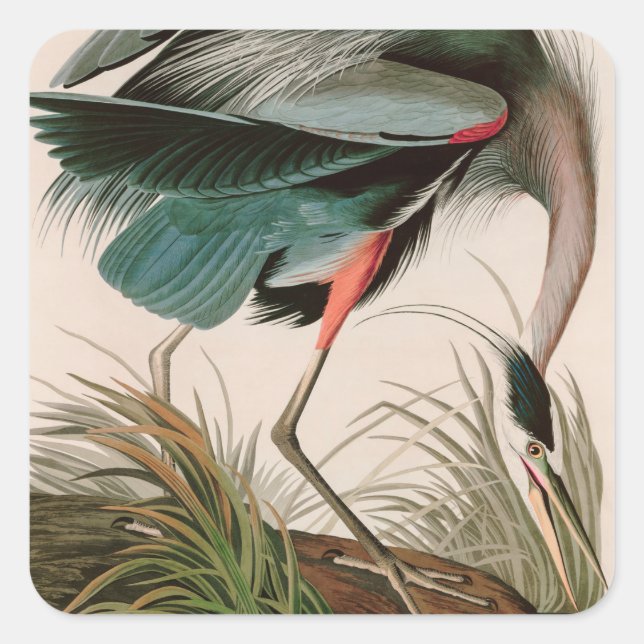 Great Blue Heron Birds of America Audubon Print Quadratischer Aufkleber (Vorderseite)