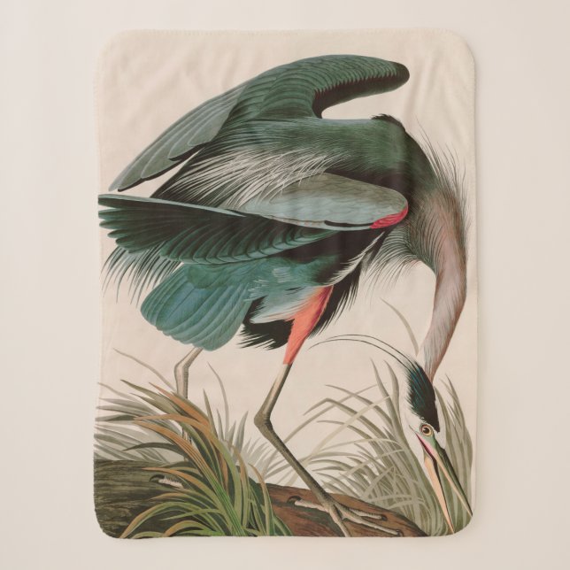 Great Blue Heron Birds of America Audubon Print Sherpadecke (Vorderseite)