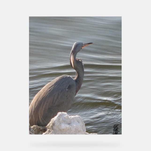 Great Blue Heron by the Water (Recto)