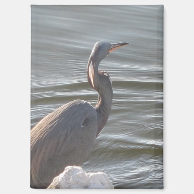 Great Blue Heron by the Water Magnet (Vorderseite)