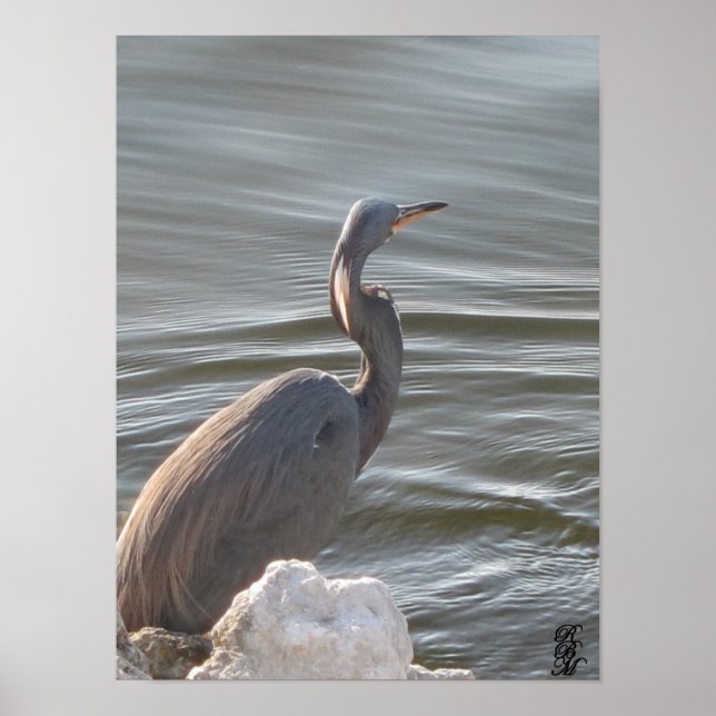 Great Blue Heron by the Water Poster (Vorne)