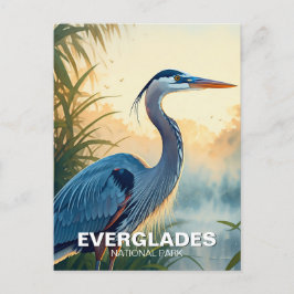 Great Blue Heron Everglades Nationalpark Morgens Postkarte