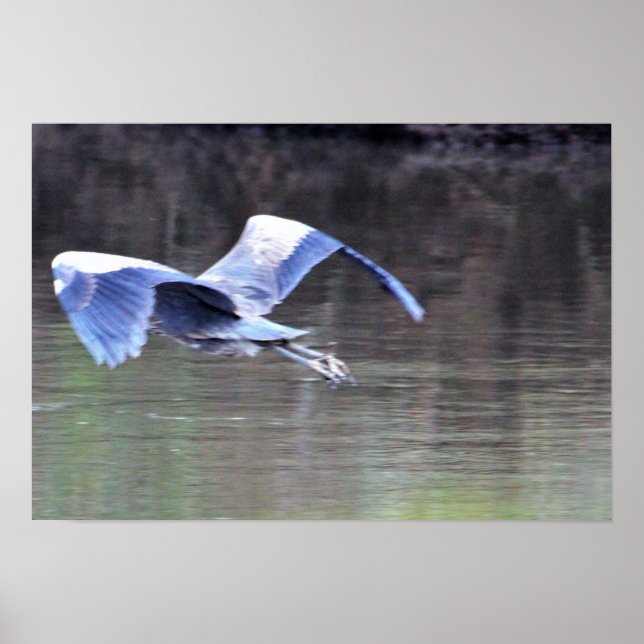 Great Blue Heron Flying Poster (Vorne)