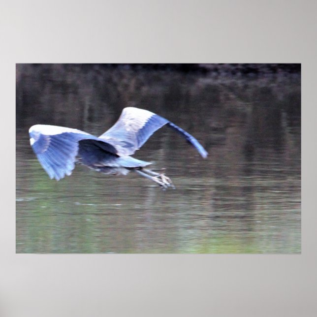 Great Blue Heron Flying Poster (Vorne)