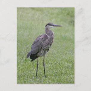 Great Blue Heron Foto Postcard Postkarte