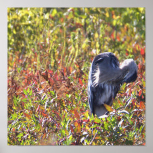 Great Blue Heron Foto Poster
