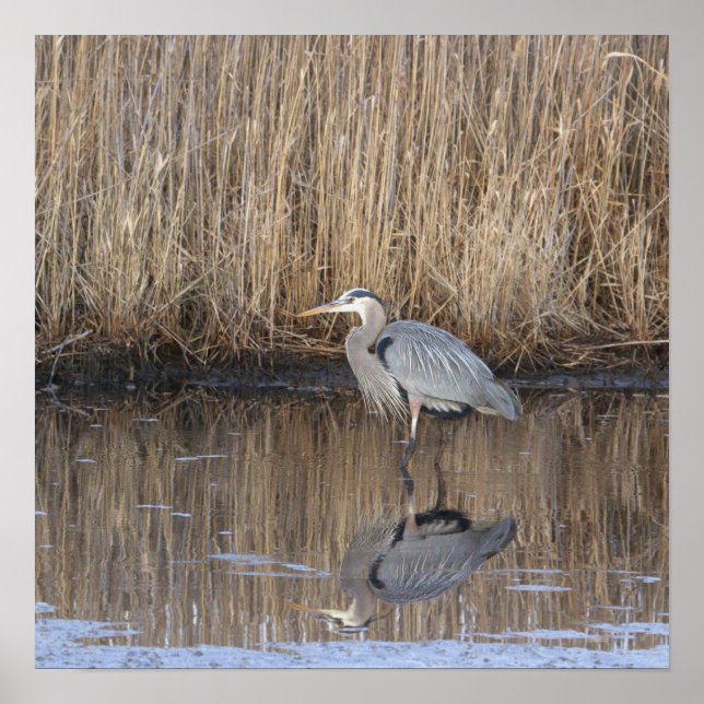 Great Blue Heron Foto Poster (Vorne)