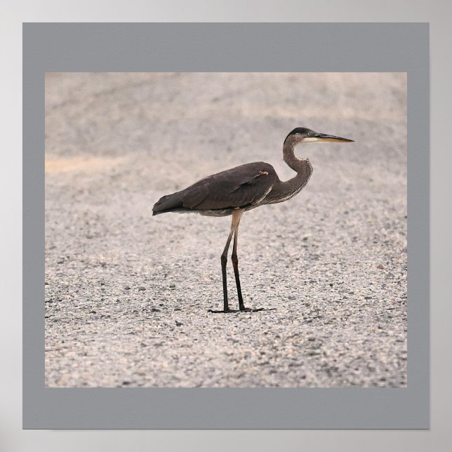 Great Blue Heron Foto Poster (Vorne)