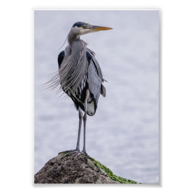 Great Blue Heron Foto Print (Vorne)