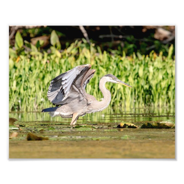 Great Blue Heron Fotodruck (Vorne)