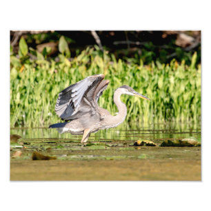Great Blue Heron Fotodruck