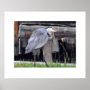 Great Blue Heron Gewartet Poster