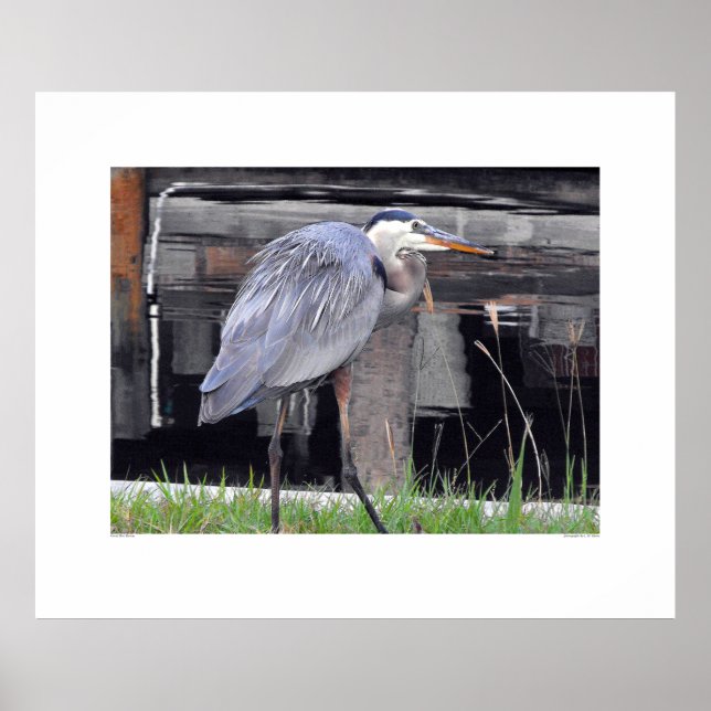Great Blue Heron Gewartet Poster (Vorne)