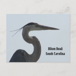 Great Blue Heron Hilton Head SC Postcard Postkarte