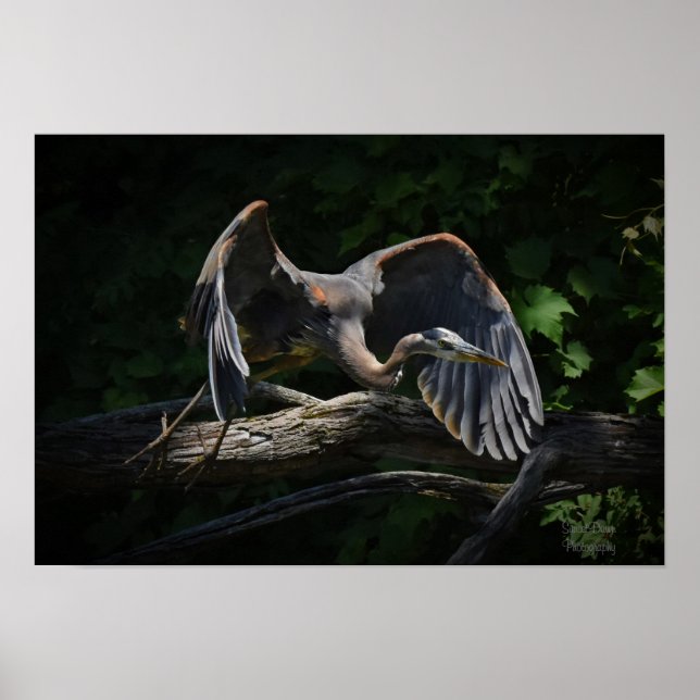 Great Blue Heron in Flight Poster (Vorne)
