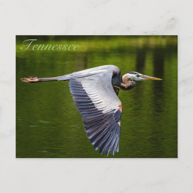 Great Blue Heron in Flug Postkarte (Vorderseite)