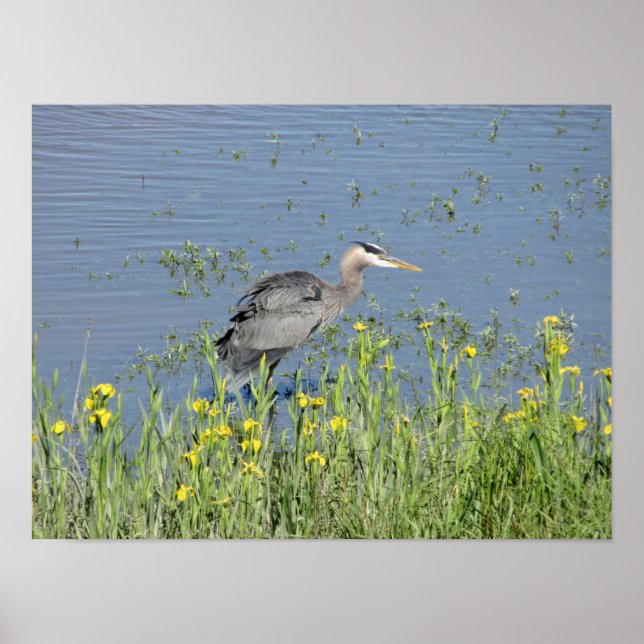 Great Blue Heron in River. Poster (Vorne)