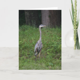 Great Blue Heron Karte