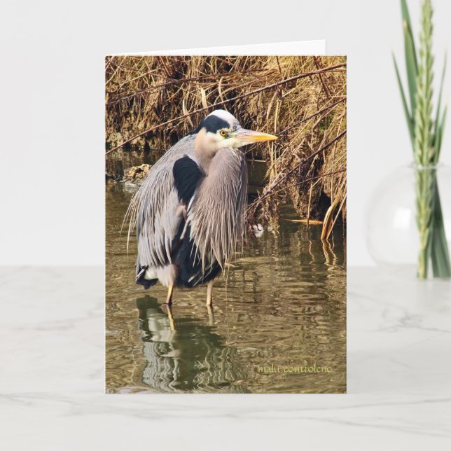 Great Blue Heron Karte (Vorderseite)