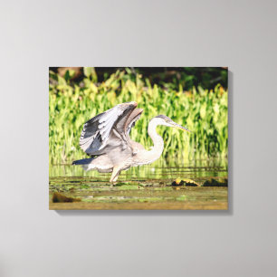 Great Blue Heron Leinwanddruck
