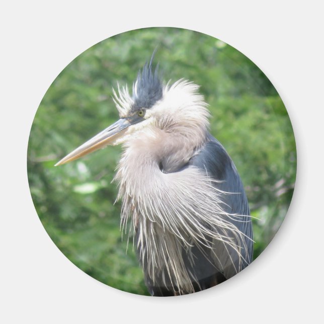 Great Blue Heron Magnet (Vorne)