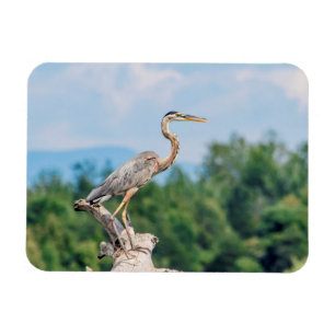 Great Blue Heron Magnet