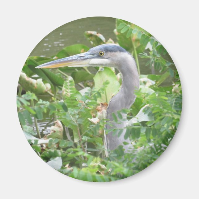 Great Blue Heron Magnet (Vorne)