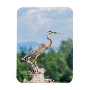 Great Blue Heron Magnet