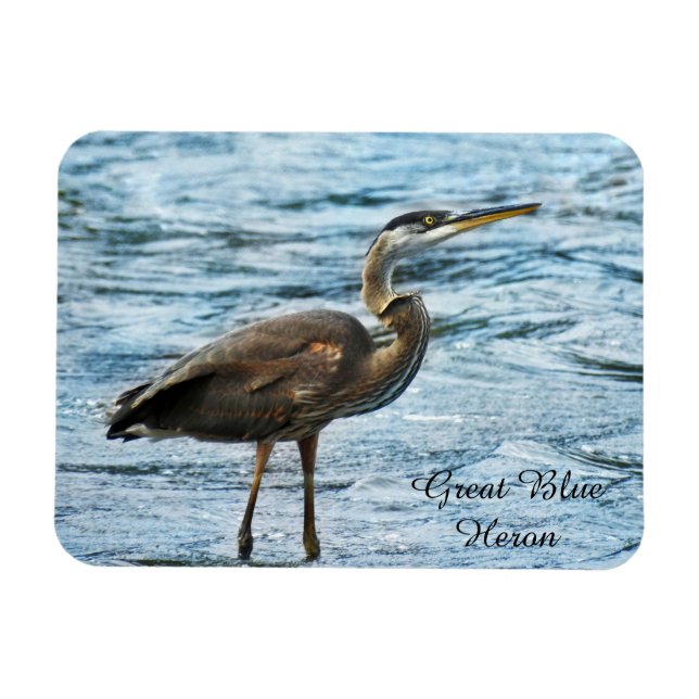 Great Blue Heron Magnet (Horizontal)