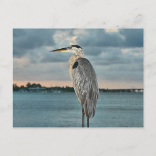 Great Blue Heron mit Cortez im Hintergrund Postkarte