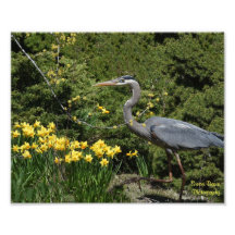 Great Blue Heron mit Daffodals
