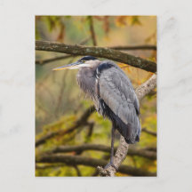 Great Blue Heron mit Herbstfarben Postcard