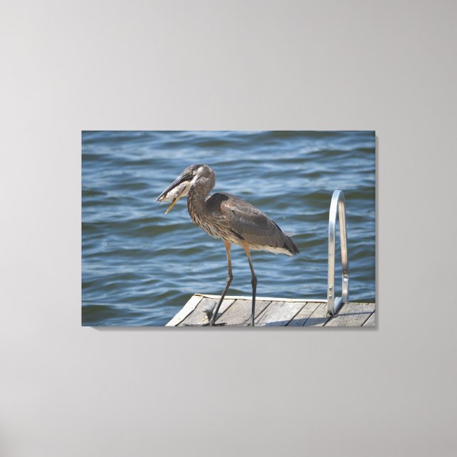 Great Blue Heron Nah Up Leinwanddruck (Vorderseite)