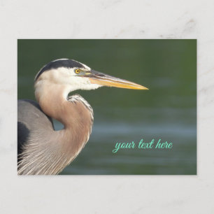 Great Blue Heron Nah Up Postcard Postkarte