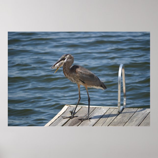 Great Blue Heron Nah Up Poster (Vorne)