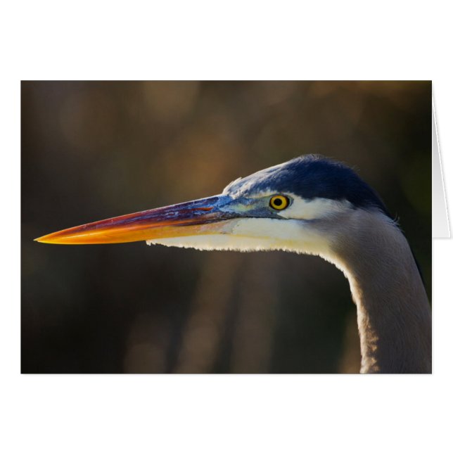 Great Blue Heron, nahes Portrait (Vorderseite (Horizontal))