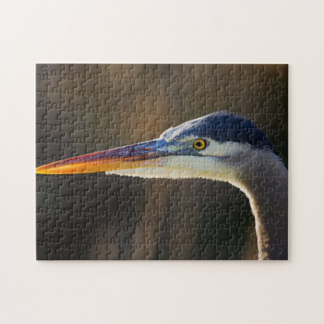 Great Blue Heron, nahes Portrait (Horizontal)