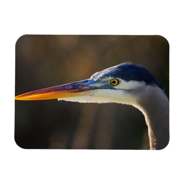 Great Blue Heron, nahes Portrait Magnet (Horizontal)
