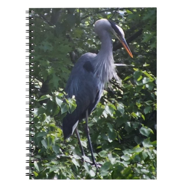 Great Blue Heron Notebook Notizblock (Vorderseite)