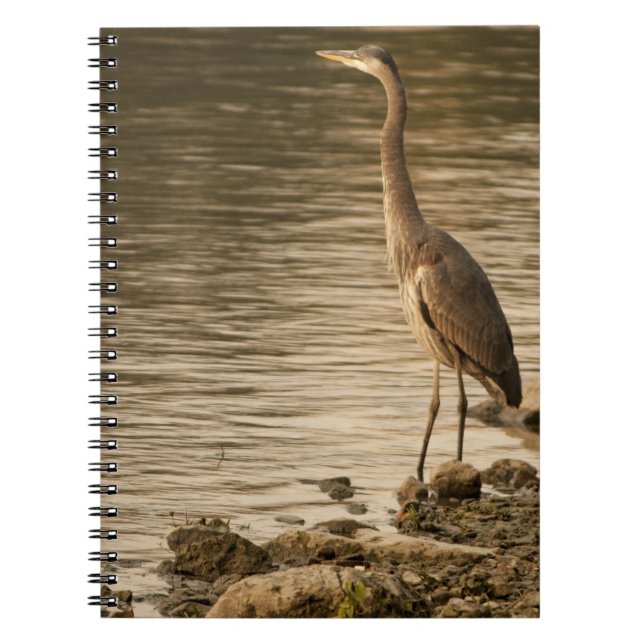Great Blue Heron Notizblock (Vorderseite)