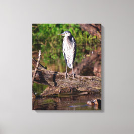 Great Blue Heron on Log Foto Wrapped Canvas 16x20 Leinwanddruck