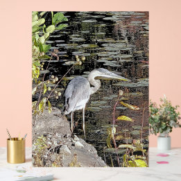 Great Blue Heron on Pond Acrylschild