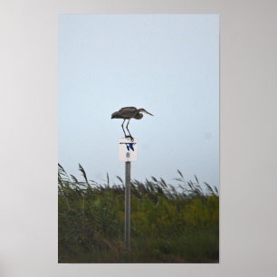 Great Blue Heron on Sign Poster