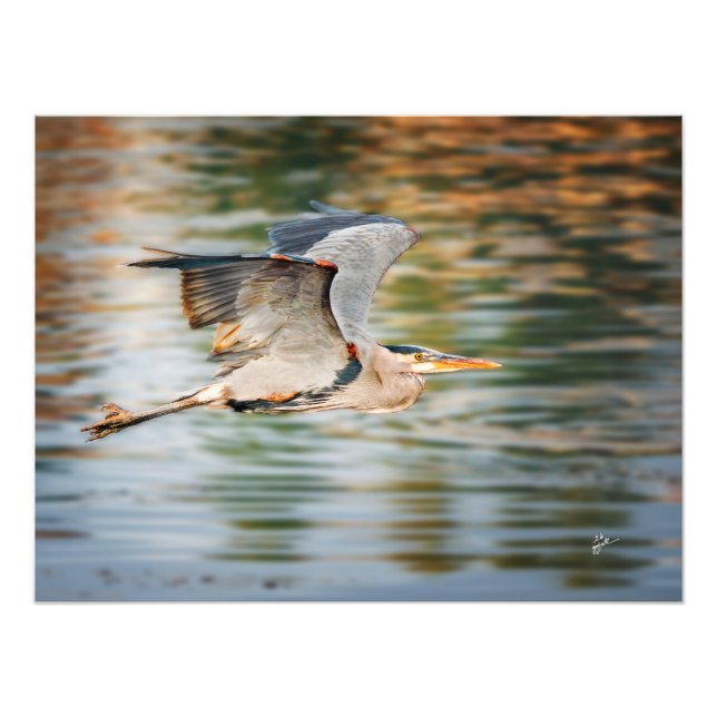 Great Blue Heron Over Lake Wildlife Print Fotodruck (Vorne)
